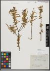 Foto von Salix triandra subsp. amygdalina (L.) Schübl. & G. Martens